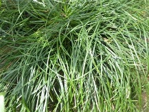 Bad Hair Day Mondo Grass, Monkey Grass, Lilyturf, Ophiopogon umbraticola